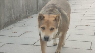 Induk anjing mencium bau anak anjingnya yang hilang selama 5 hari, lalu balas dendam dengan ganas te