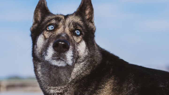 A Husky-Malinois hybrid! Have you ever seen such a smart “German Shepherd”?