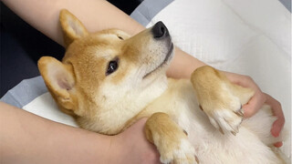 So dogs can get this disease too?