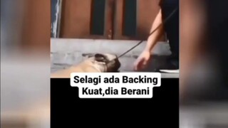 Nama nya Juga ANJING, BACKINGAN nya Kuat...!