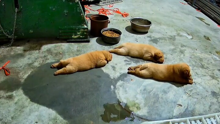 So cute—the little native dog raised by Grandpa and Grandma