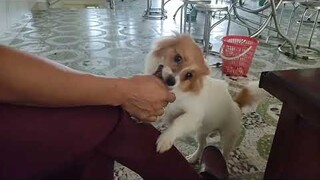 62. Chú Chó Đáng Yêu Nhất Thế Giới.