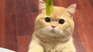 当我给小猫吃青菜……（小圆脸震惊）