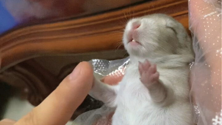 Cạn lời luôn‼️ Đừng bao giờ giao thỏ cưng của bạn cho chồng nhé⚠️