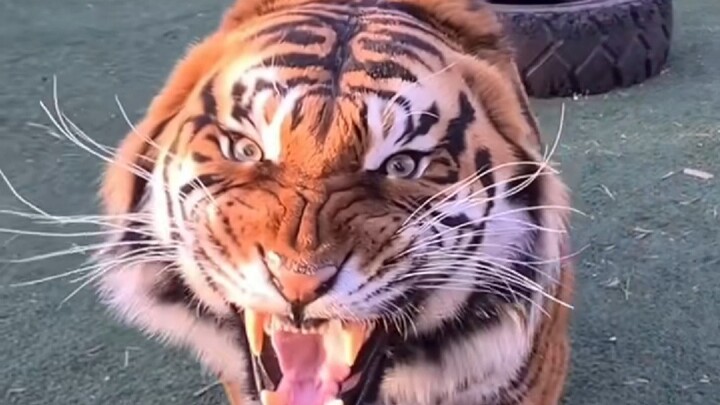 Khu Lược Mao vào đây đấu 1 chọi 1!!