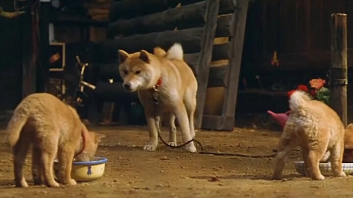 Chú chó liều mình cứu chủ nhân gặp nạn nhưng bị bỏ lại trong đống đổ nát; cái kết khiến ai cũng nghẹ