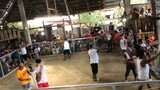 Loboc Arena Stag/Cock 3Hits Ulutan 2nd Fight.
