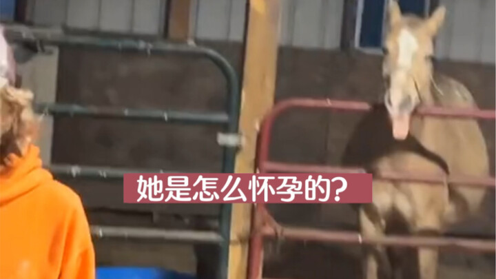 ม้าตัวเมียในฟาร์มของหนุ่มต่างชาติตั้งท้องแบบไร้เหตุผล แล้วใครกันแน่คือพ่อของลูกน้อย?