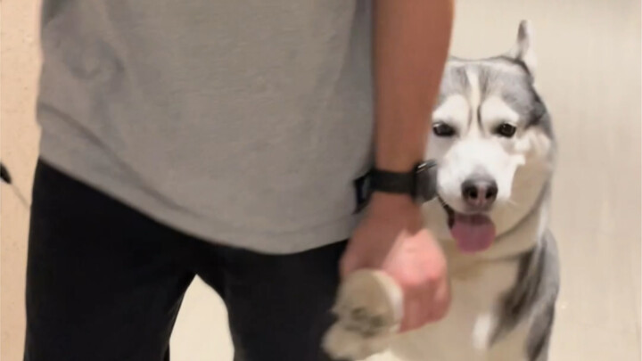 I'm never going to expect Huskies to find their way home again.