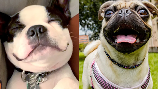 สุนัขที่ดีที่สุดสำหรับการใช้ชีวิตในอพาร์ตเมนต์ วิดีโอสัตว์เลี้ยงตลก