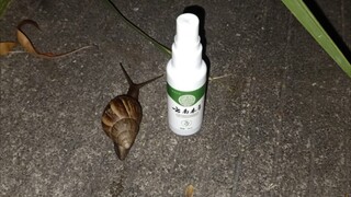 Animal | Alien Attack | Killing Achatina Snails With Salt