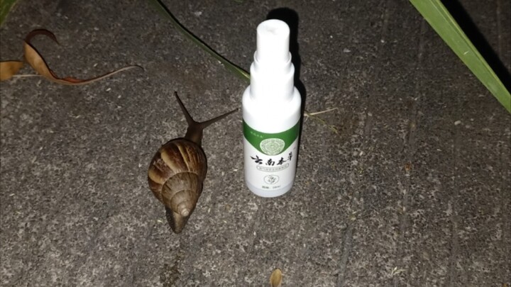 Animal | Alien Attack | Killing Achatina Snails With Salt