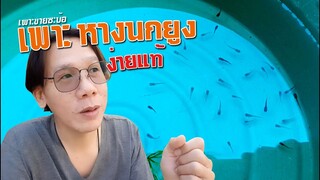วิธีเพาะปลาหางนกยูงในกะละมัง ง่าย ประหยัด GUPPY BREEDING l คุณพ่อคราฟ EP 54