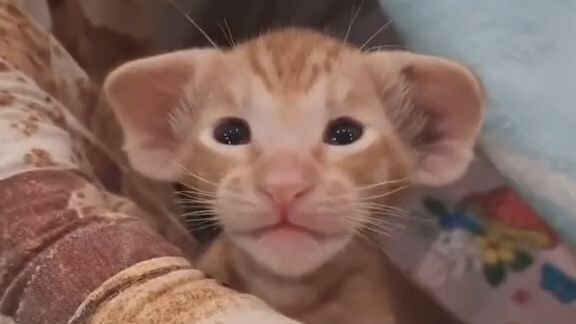 มาดูยีนของแมวส้มกัน