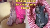 Motherless Kitten Cute Playing And End Up With Non Stop Fighting