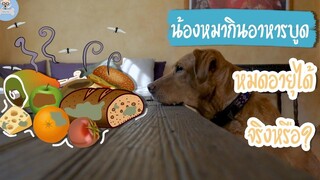 น้องหมากินอาหารบูด หมดอายุได้จริงหรือ SudPad-Dog