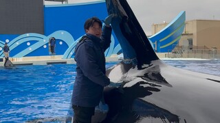 Does this clearly show how big the killer whale is?