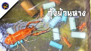 เลี้ยงกุ้งก้ามแดงอย่างไรให้ได้แม่ไข่ง่ายๆสไตล์korattv