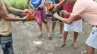 panalo SI bantam
