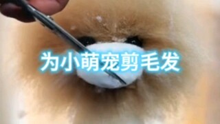 为我们的小萌宠，修剪毛发吧