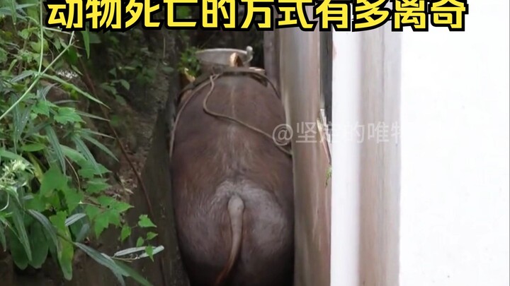 تحديد أسباب الوفاة الغريبة للحيوانات 2