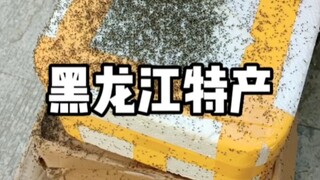 来黑龙江接受小咬的洗礼吧！