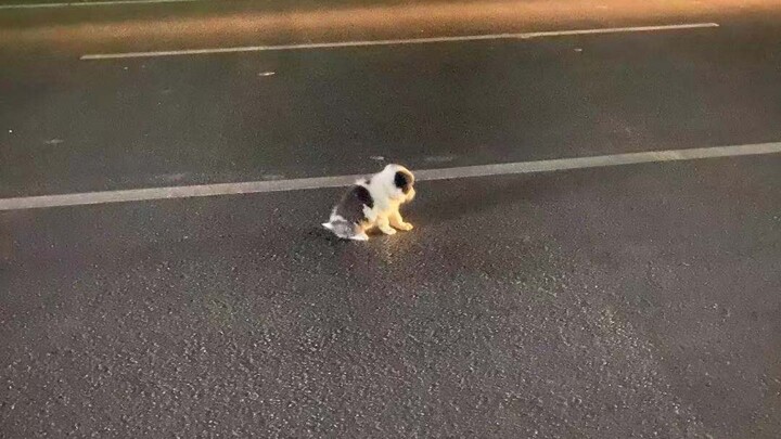 [Update 1] Found a sick, injured Border Collie pup in the middle of the road—what happened to it aft
