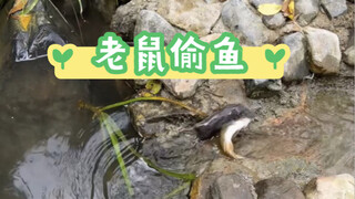 溪流池的鱼越来越少，原来是老鼠会偷鱼