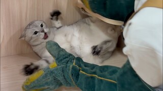 Gradien Perak British Shorthair yang Belum Pernah Ada Sebelumnya