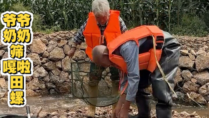 Ông bà nhặt ốc bươu trong ruộng