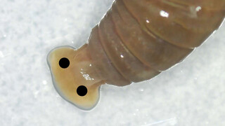 How to distinguish the head and tail of earthworms?