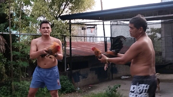 bulik vs hennie 6mnths tatzkie