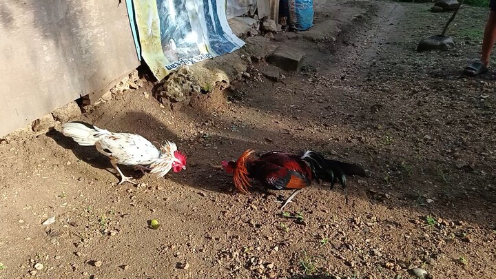 Leiper Grey x White Kelso VS Mclean Hatch Spar