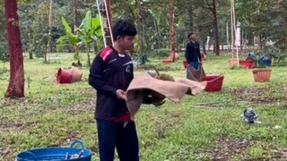 榴莲大师，近距离看看他们是这样接榴莲的