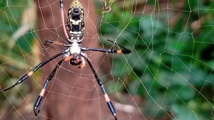 My beautiful golden orb