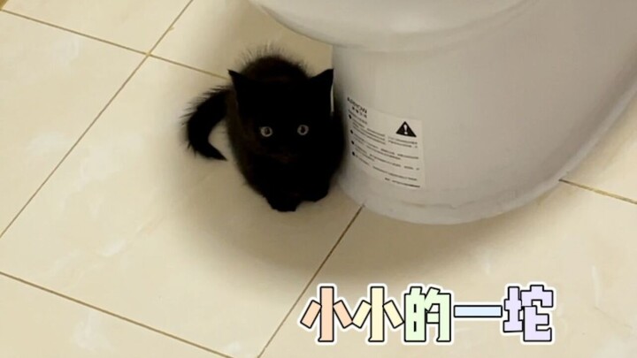 Mengapa semua orang tidak menyukai kucing hitam kecil? Dia benar-benar lucu