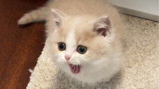 Who would have thought the kitten would choose such an awkward name for itself!