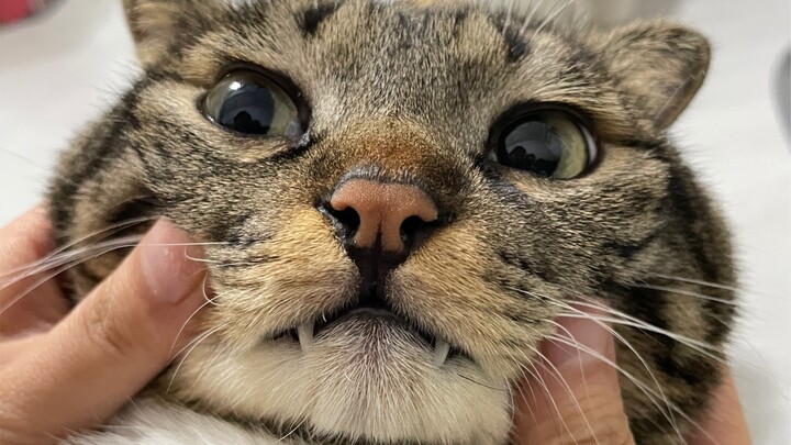 仔细看！这个小猫咪正在经受一次史无前例的CPU