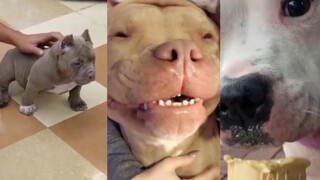 Pitbulls สุขภาพดี EP4 การรวบรวม Pitbull ที่ตลกและน่ารัก