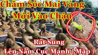 Cách chăm sóc mai vàng mới vô chậu |  mai vàng mới vô chậu chăm sóc như thế nào để lên tược khoẻ mập