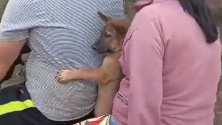 Mobil itu tidak mahal dan memiliki kursi untuk anjing kecil.