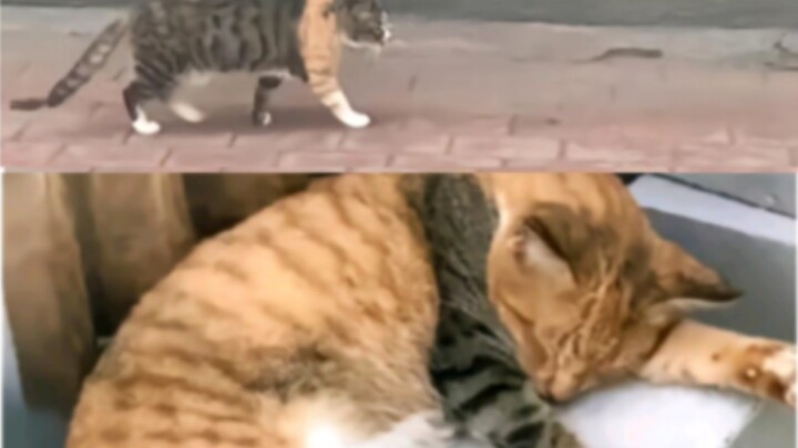 คนที่ชอบแมวนากและแมวส้มต่างพากันเงียบไปเลย