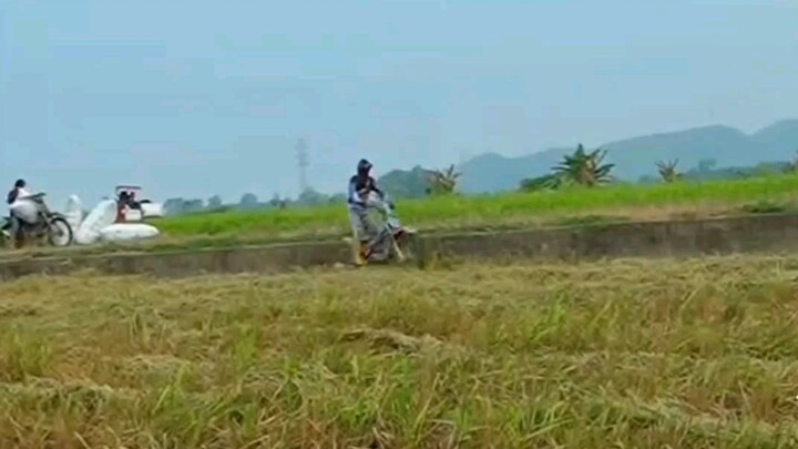 Amazing rice Hauling