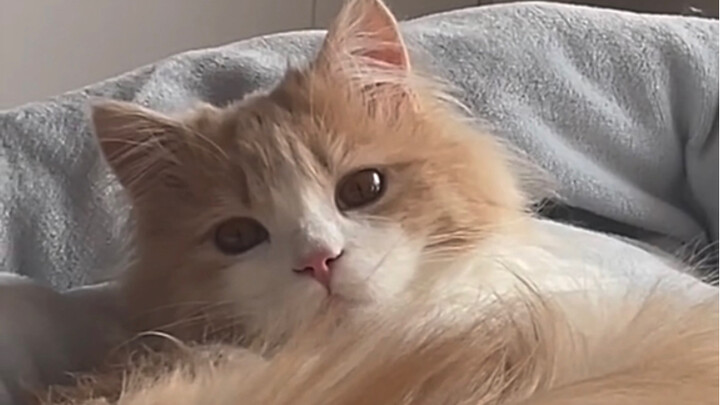 The cat is happy that it’s aging faster than me. The cat says, “Then I can see you for the rest of m