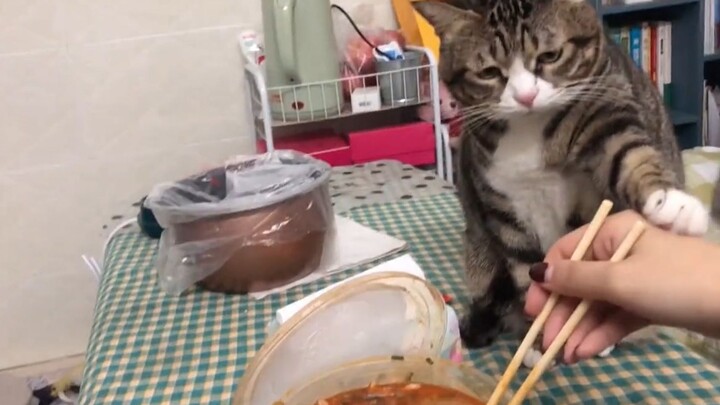 Cat: Be Good to Yourself… Stop Eating Shit!