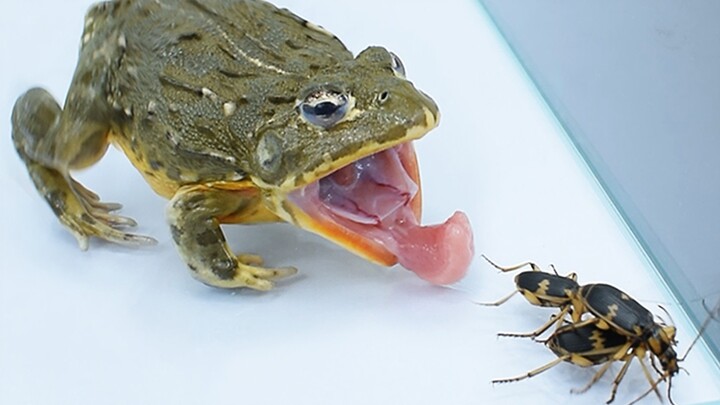 A bullfrog eats insects