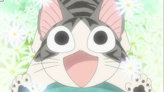 甜甜河南猫