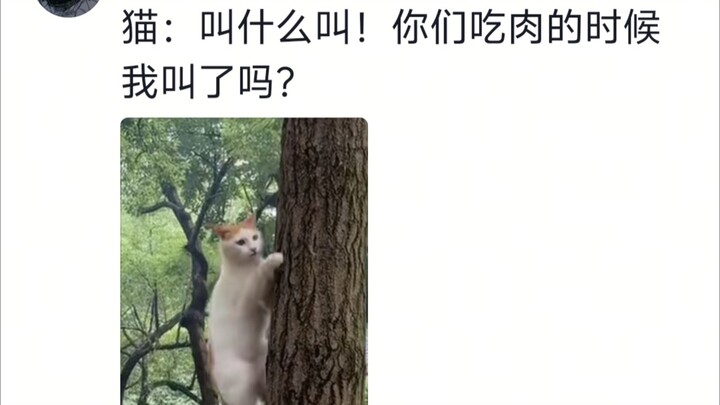 Cats should look like cats: agile and wild.