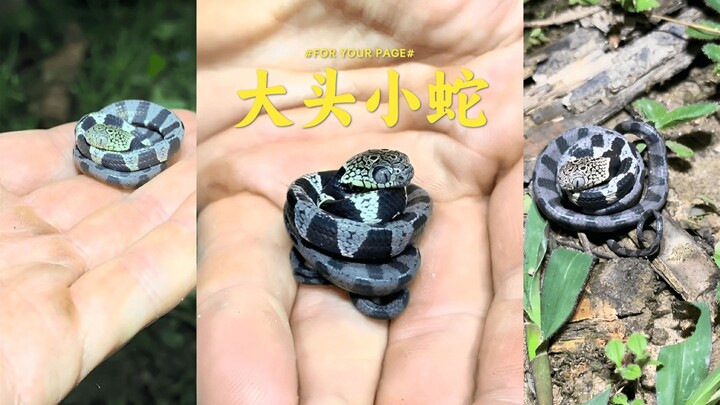 Siput yang super menggemaskan Hunter x Hunter - Ular pemakan siput 🐌🐍