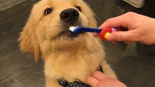 Funniest & Cutest Golden Retriever Puppies 22 - Funny Puppy Videos 2019